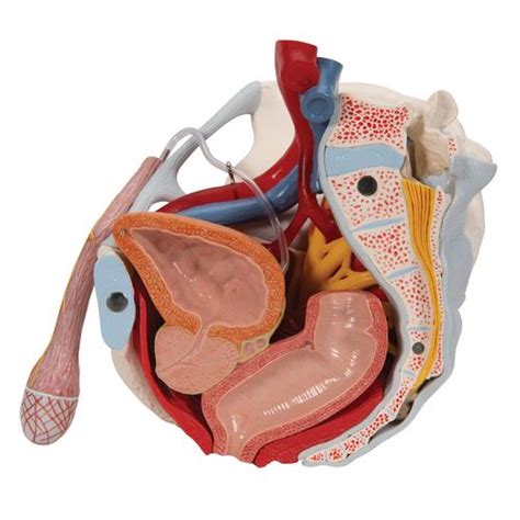 perineo hombre|Pelvis y periné: Anatomía, órganos, vasos, nervios 